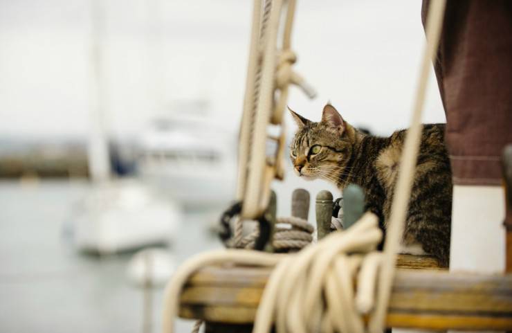Viajando en barco con el gato