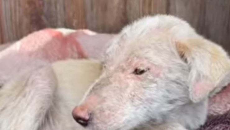 perrito herido y triste (Foto video)