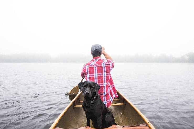 Perro en mar abierto