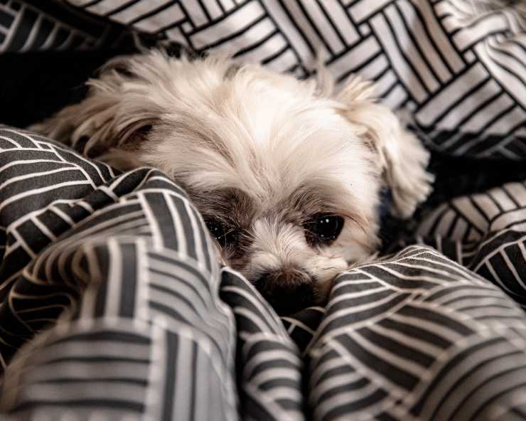 El perro y la actitud por la noche.