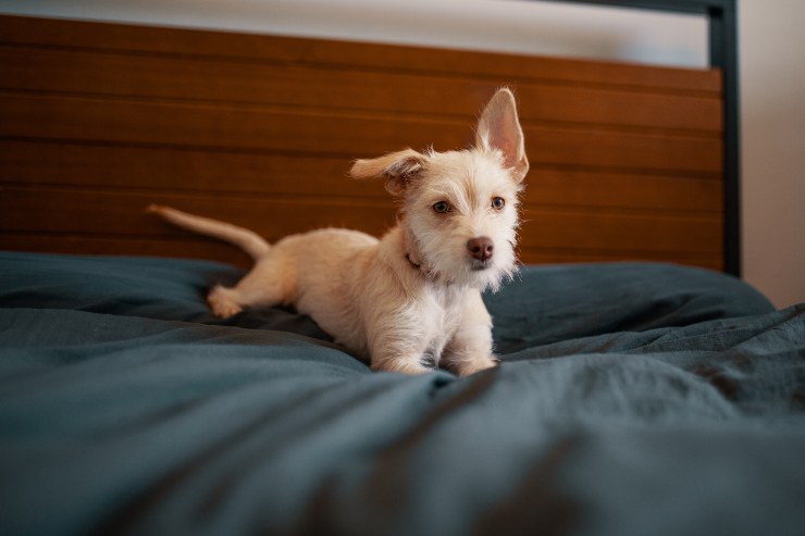 El comportamiento del perro