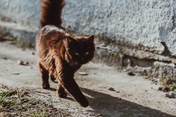 El felino camina mal