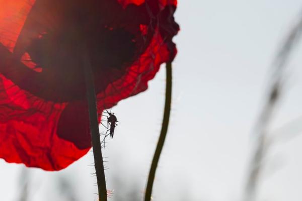Tipos de mosquitos: tipos de mosquitos pequeños