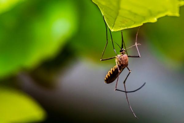 Tipos de mosquitos: ¿cuántos tipos de mosquitos hay?