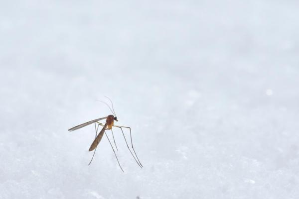 Tipos de mosquitos: tipos de mosquitos grandes