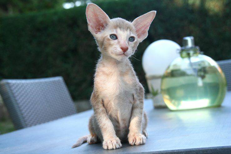 gato oriental