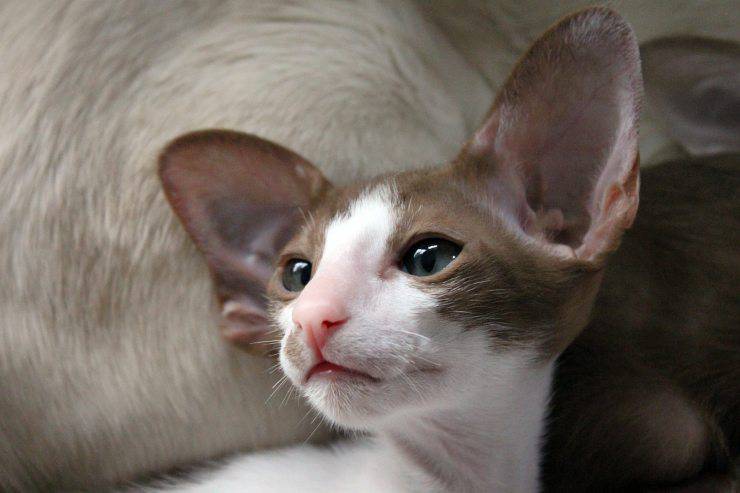 gato oriental