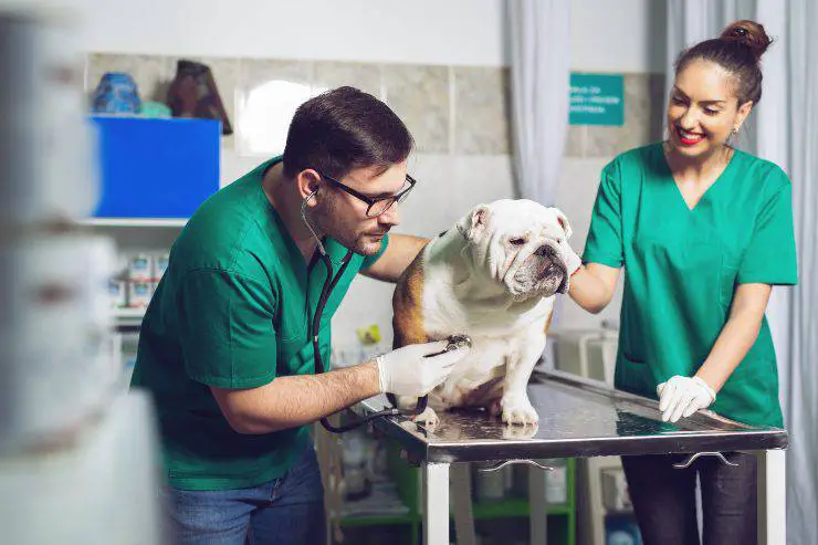 perro al veterinario