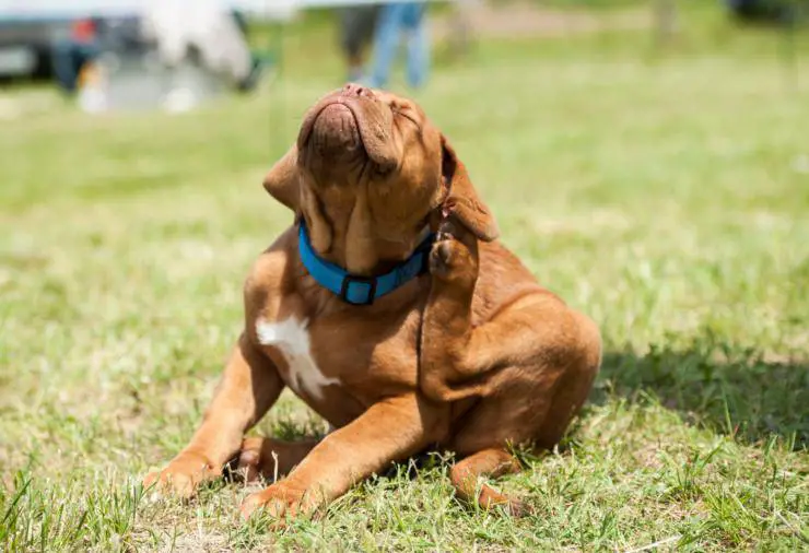 Dermatomicosis en perros