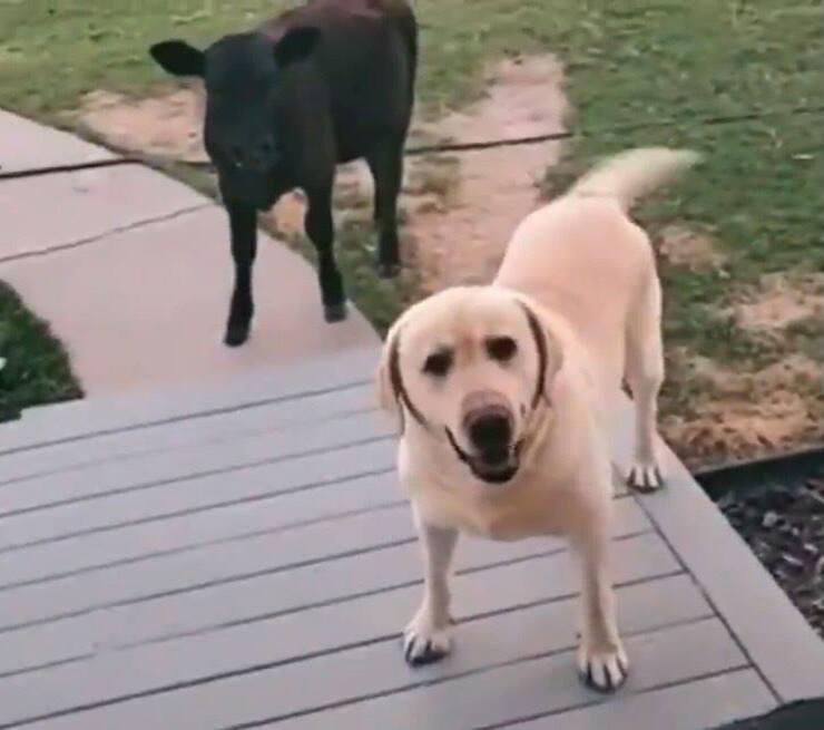 El regreso a casa del labrador con el ternero (Pantalla video Twitter)