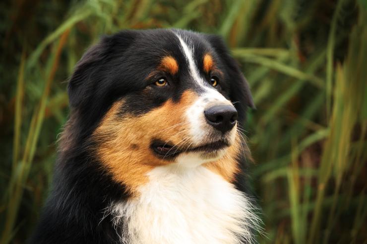 Perro en la naturaleza