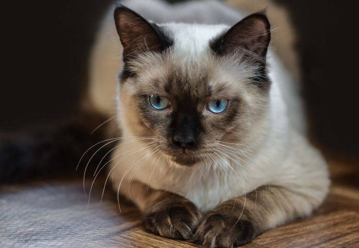 Gatos ideales para gente ocupada