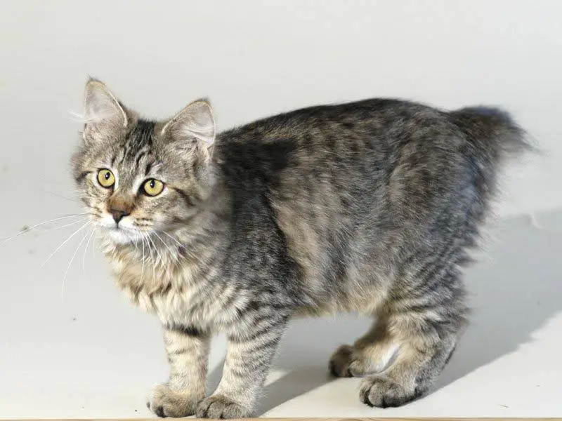 pixiebox de pelo largo