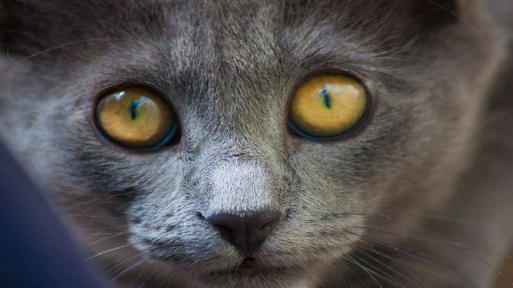 Convulsi N De C Rnea En Gatos Causas S Ntomas Y Tratamiento Vida