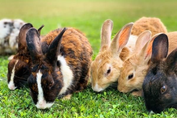 Bocadillos y golosinas para conejos: tipos de golosinas para conejos
