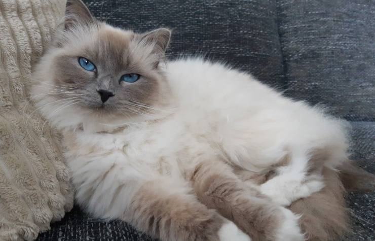 Muñeca de trapo azul