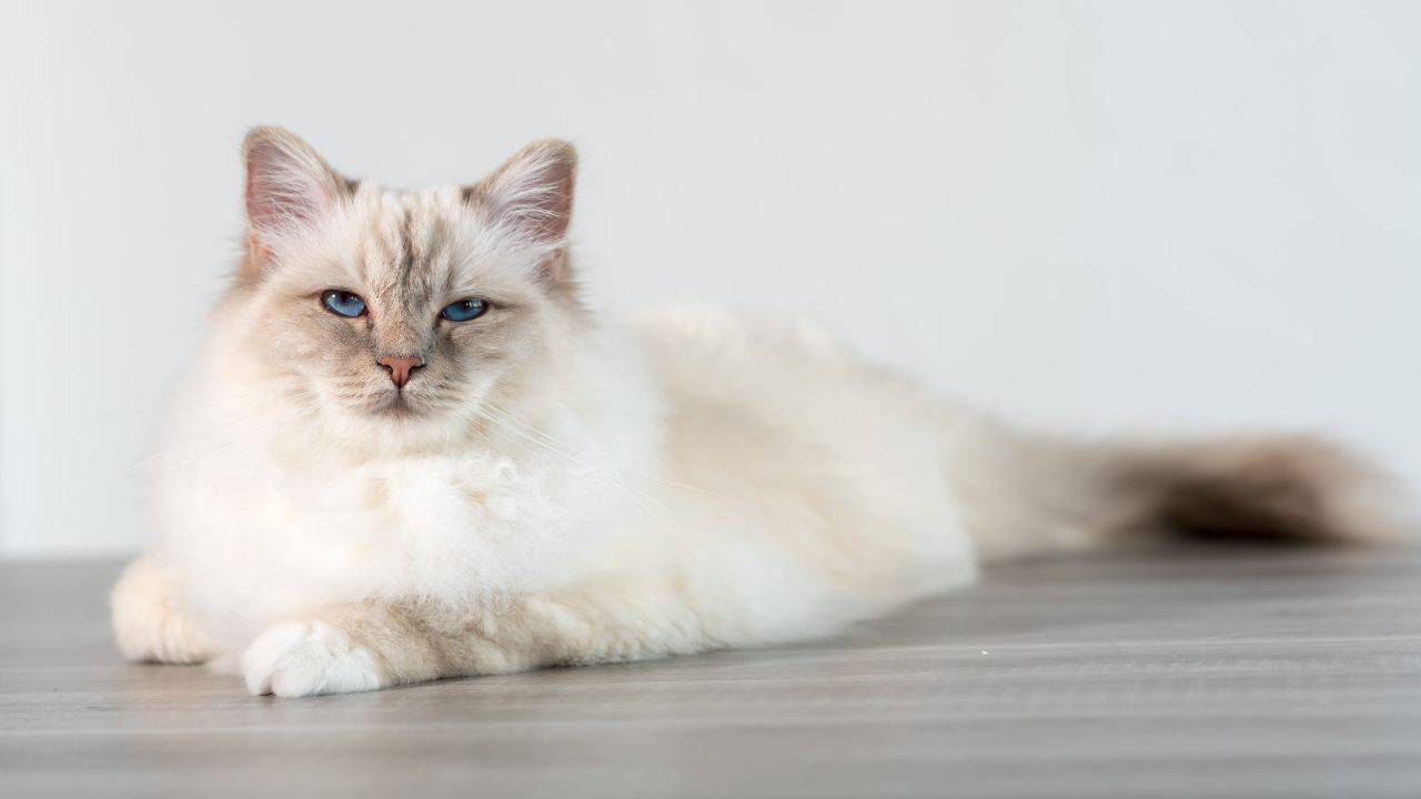 diferencia ragdoll birmano