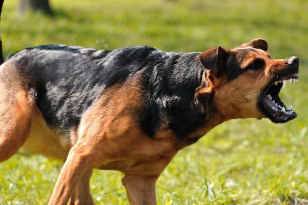 Perro agresivo después de la esterilización: causas y soluciones: ¿el perro esterilizado deja de ser agresivo?