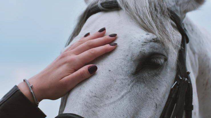 El caballo