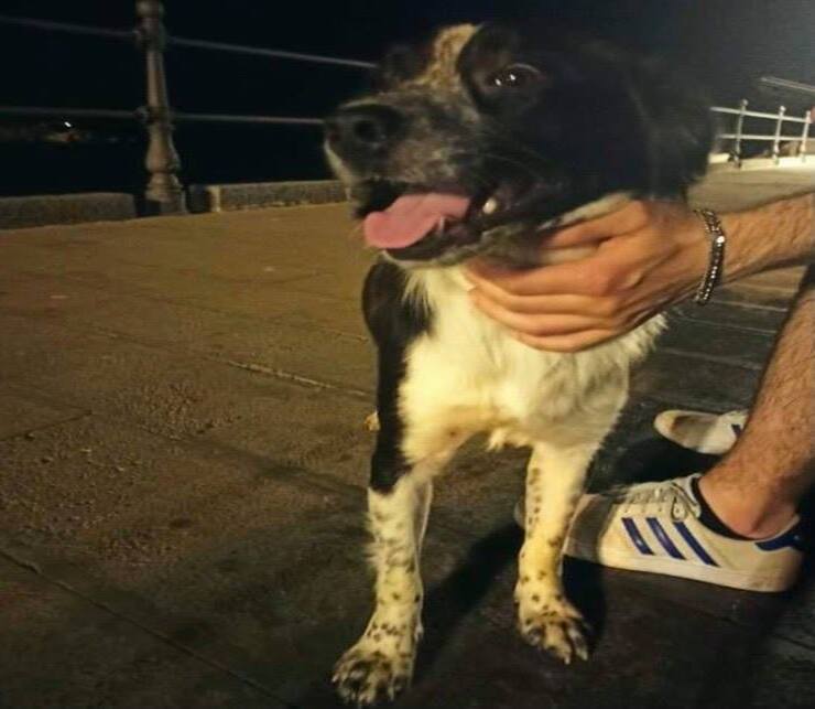 Cachorro que ha encontrado una nueva familia (Pantalla de Facebook)