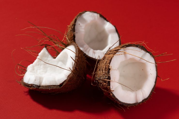 El coco para gatito