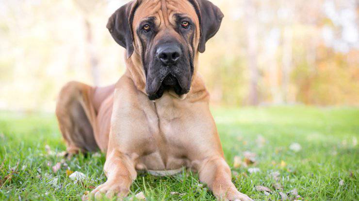 Adopta un Boerboel
