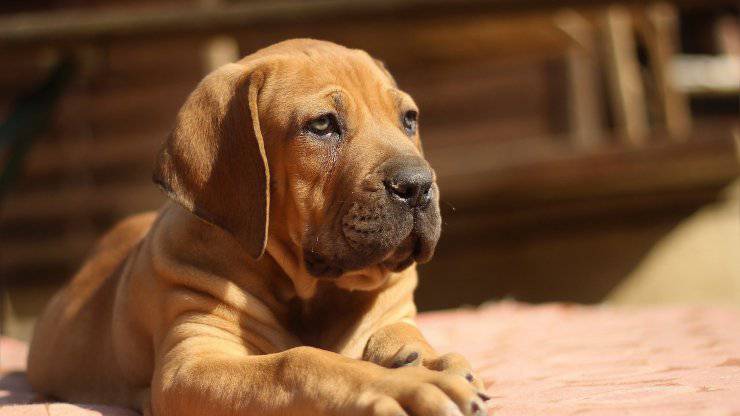Alimentando al Boerboel