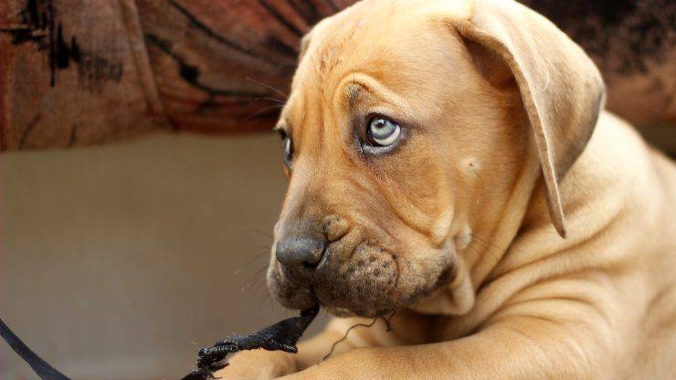 Cura del pelo del Boerboel