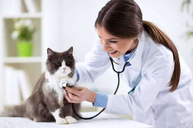 tumor en gatos