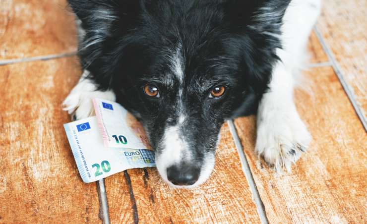 Bono de mascotas