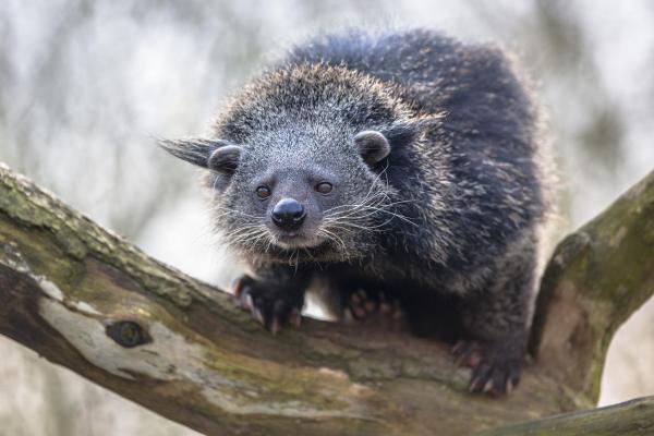 Binturong o gato oso: Características y curiosidades - ¿Dónde vive el binturong?