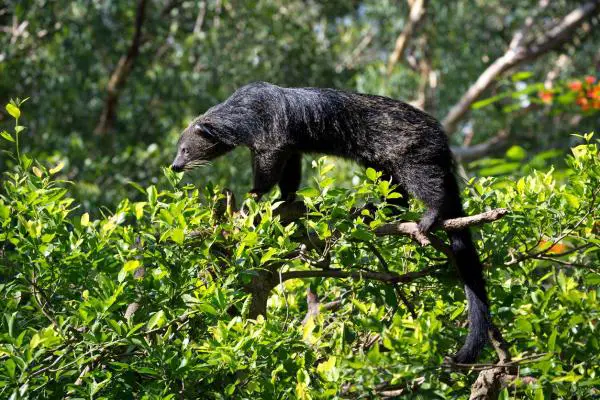 Binturong o gato oso: Características y curiosidades - Características del binturong