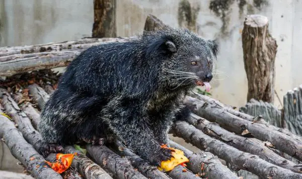 Binturong o gato oso: Características y curiosidades - ¿Qué come el binturong?