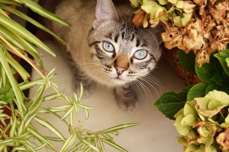 plantas de gato