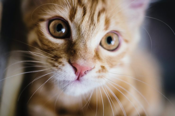 El revertidor para felinos