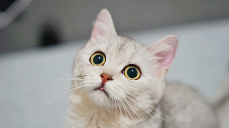 La droga para gatos
