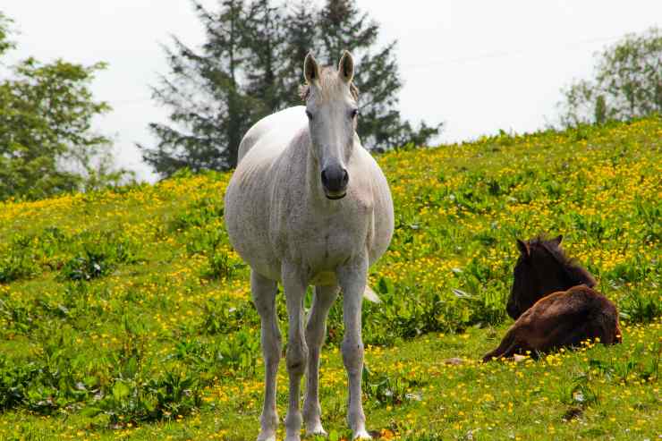 Enfriar el caballo cuando hace calor