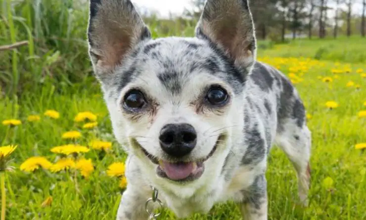 Perro delgado (foto de Instagram)