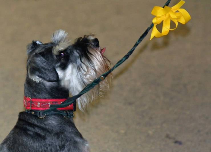 ¿Qué significa el lazo amarillo en el collar del perro? Los símbolos para reconocer