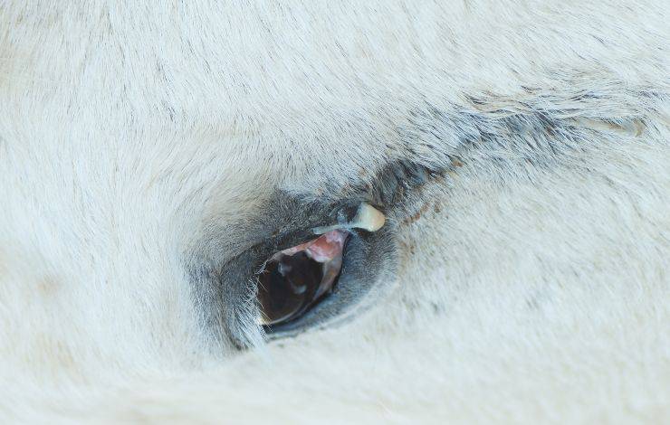 ojo de caballo