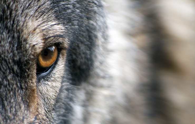 ojo lobo perro