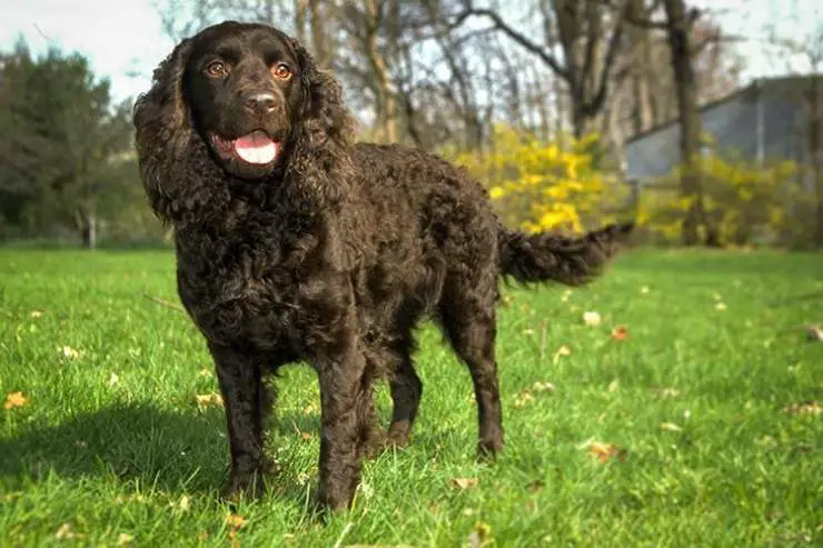 Perro de aguas americano