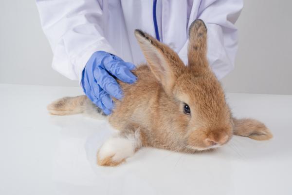 Mi conejo no se mueve pero respira - ¿Por qué mi conejo no se mueve?