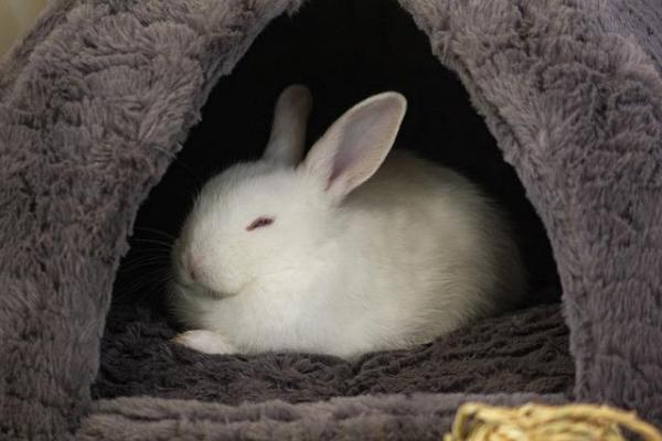 Mi conejo no se mueve pero respira - Hipotermia