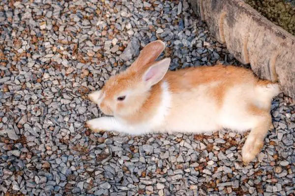 Mi conejo no se mueve pero respira - Parálisis