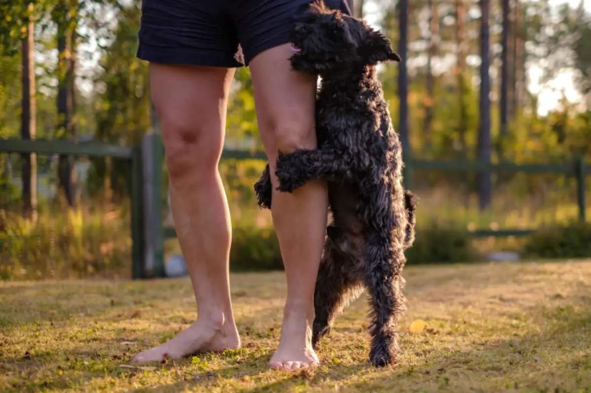 Cómo calmar a un perro en celo