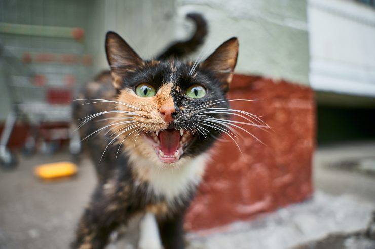 El gato y la agresión