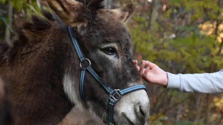 Proyecto Infantil Cuatro Burros 