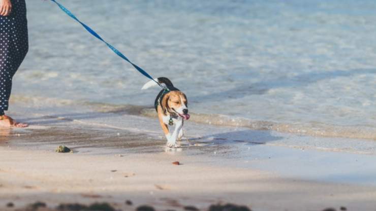 actividades para hacer con el perro en la playa