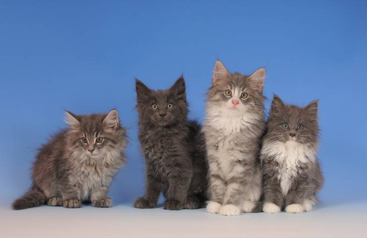 cachorros de gato del bosque noruego